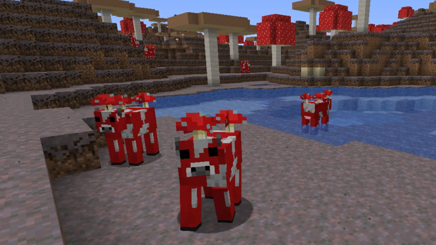 Three red Mooshroom cows with mushrooms on their backs standing on Mycelium near a water pool in a Mushroom Fields biome